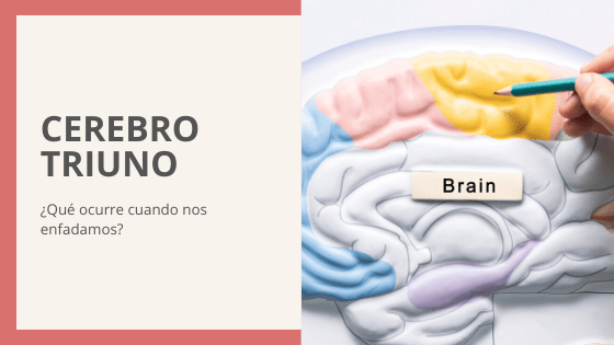 El cerebro triuno.
